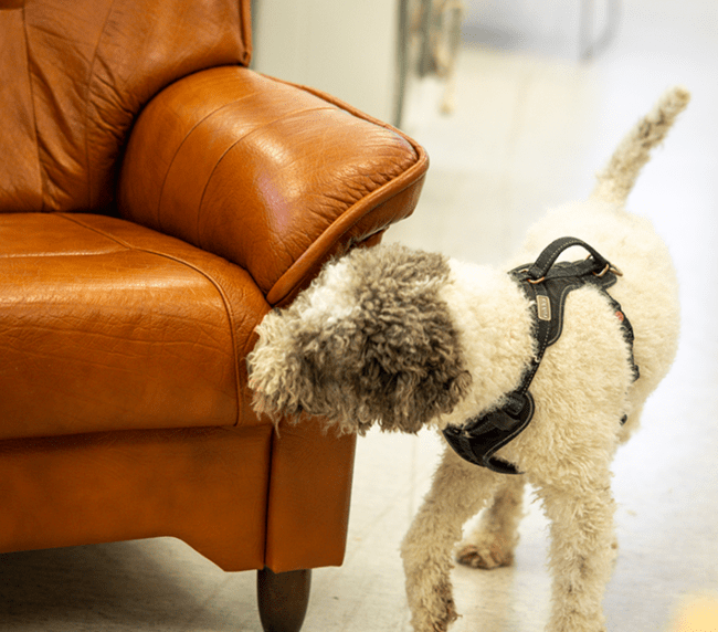 Lutikkakoira tarkastamassa