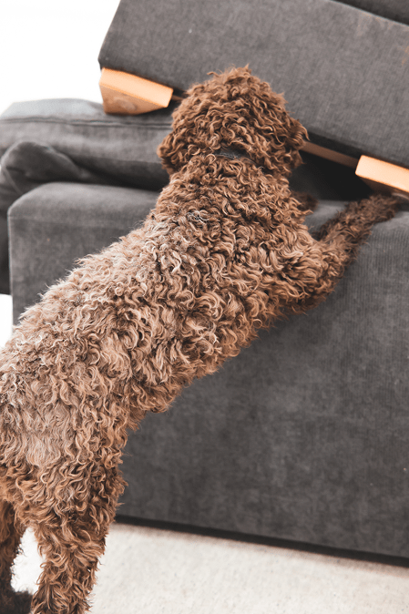 Lutikkakoira Reve tarkastamassa